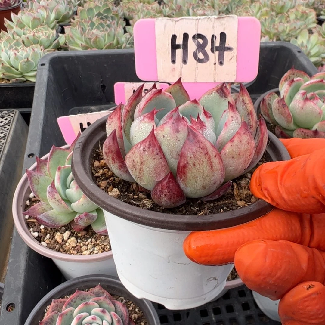 ＊***心H84惊鸿多肉多肉