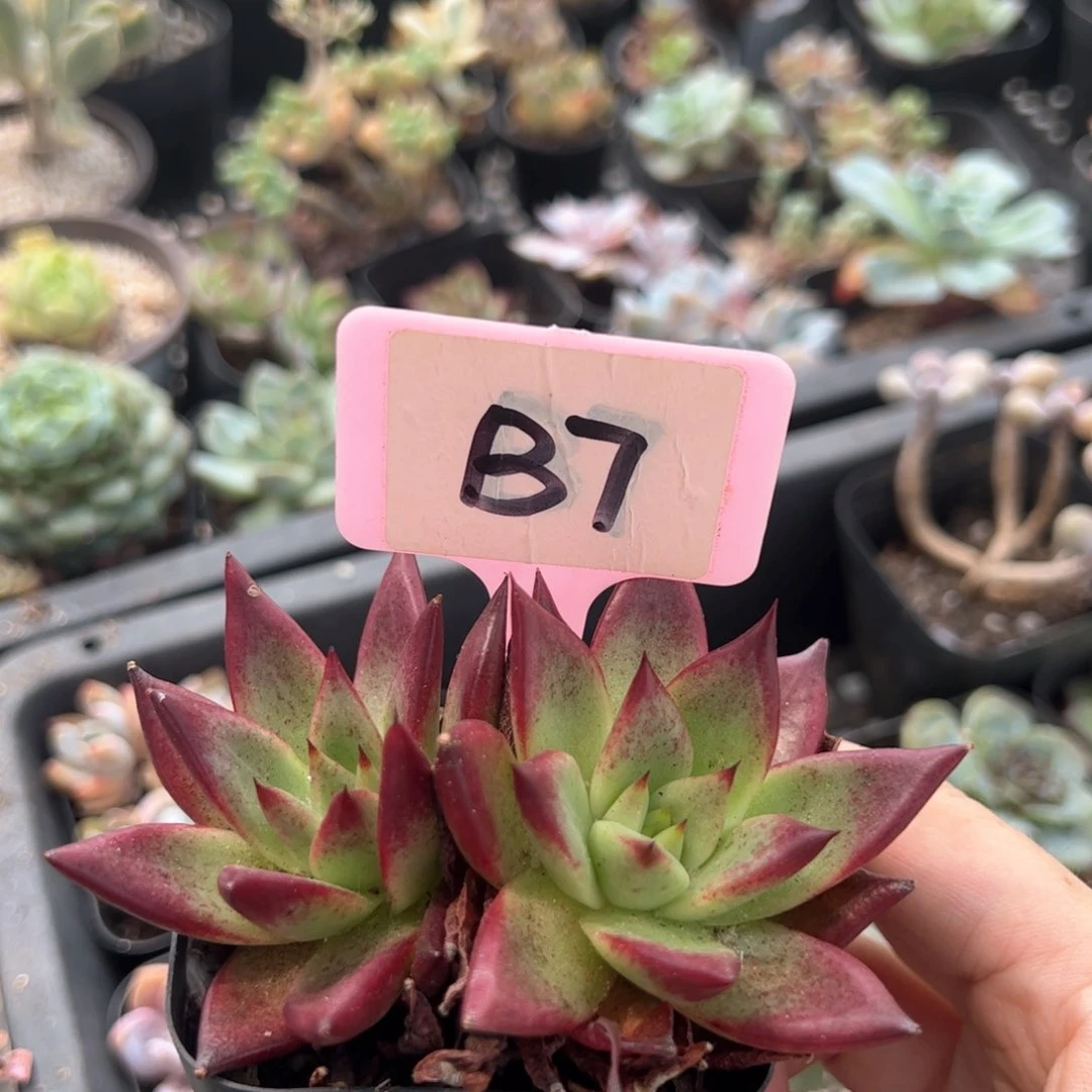 ~***~B7乌木多肉多肉