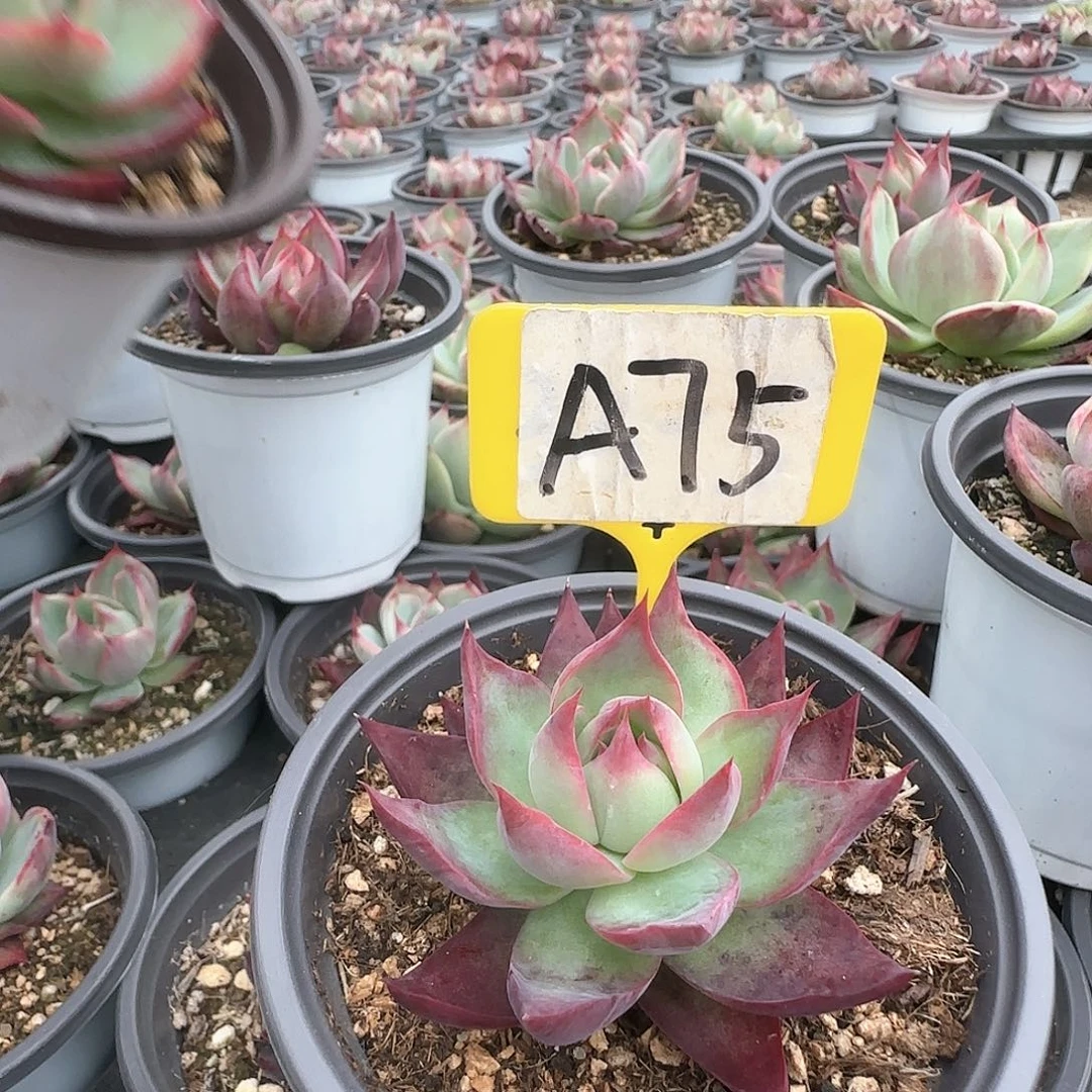 喝***茶A75惊鸿多肉多肉