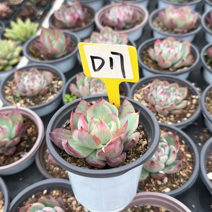 知**叶惊鸿仙子D17