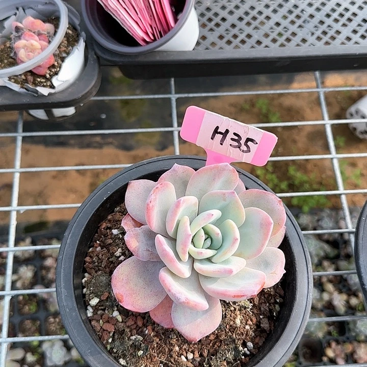 H35奶茶的的多肉福利