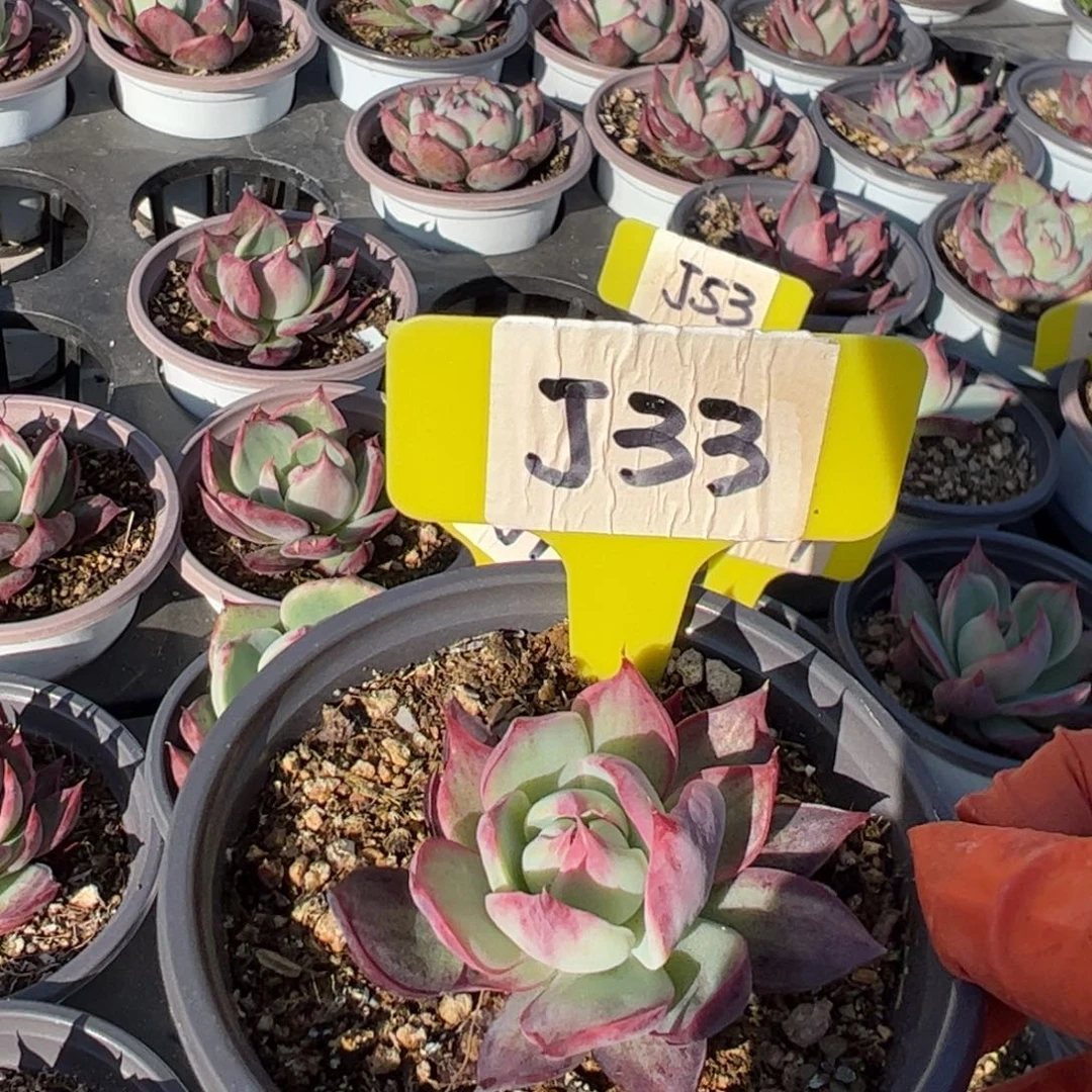 李*J33惊鸿多肉多肉