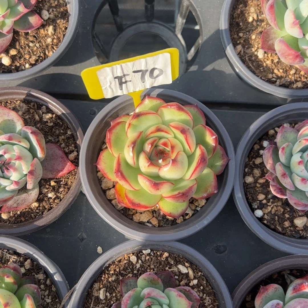 暴*熊F70花田错多肉多肉