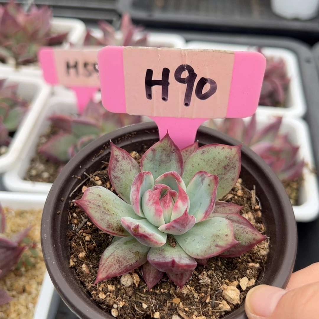 H90惊鸿多肉多肉