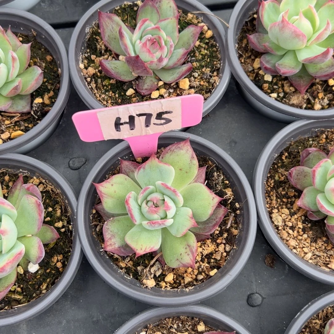 M*MH75惊鸿多肉多肉