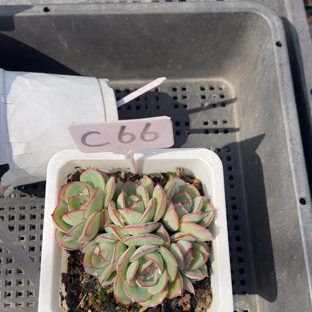 楚*C66牡丹亭多肉多肉