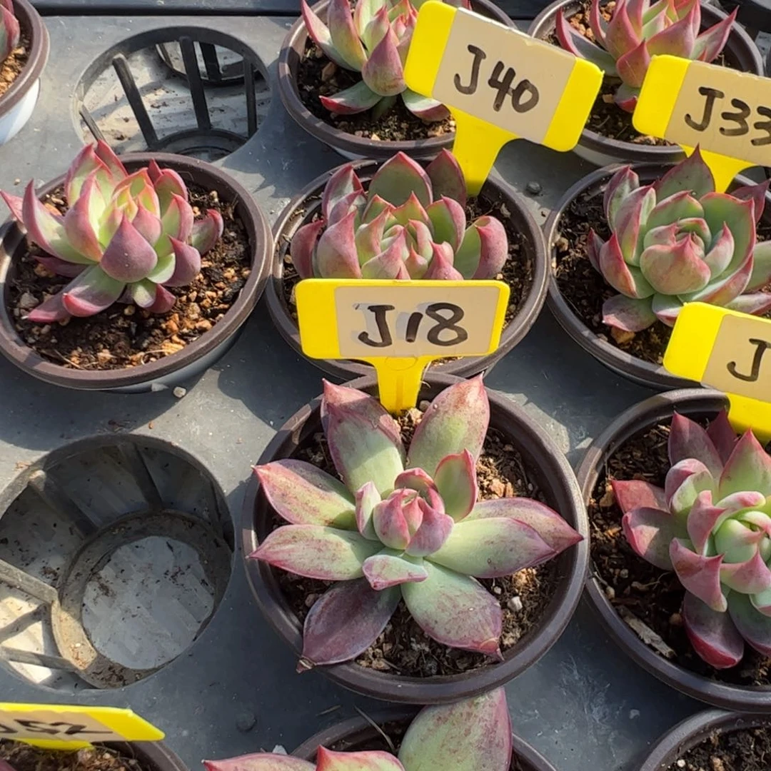 燕*飞J18惊鸿多肉多肉