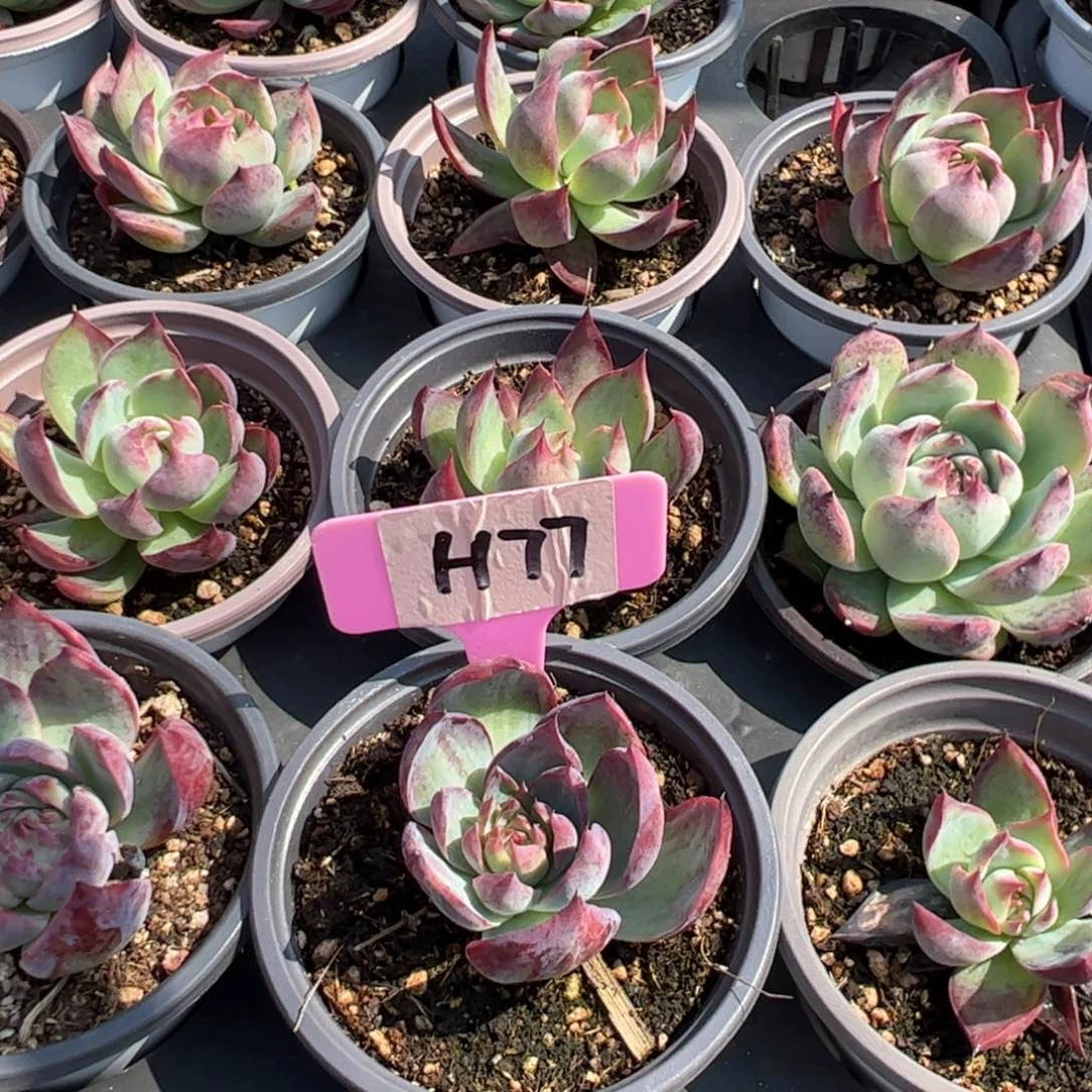 花**开H77惊鸿多肉多肉