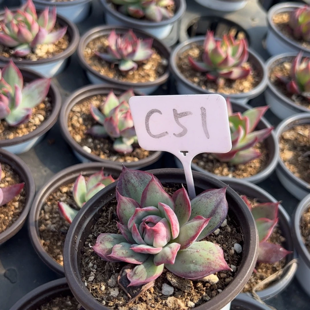 ?***?C51惊鸿多肉多肉