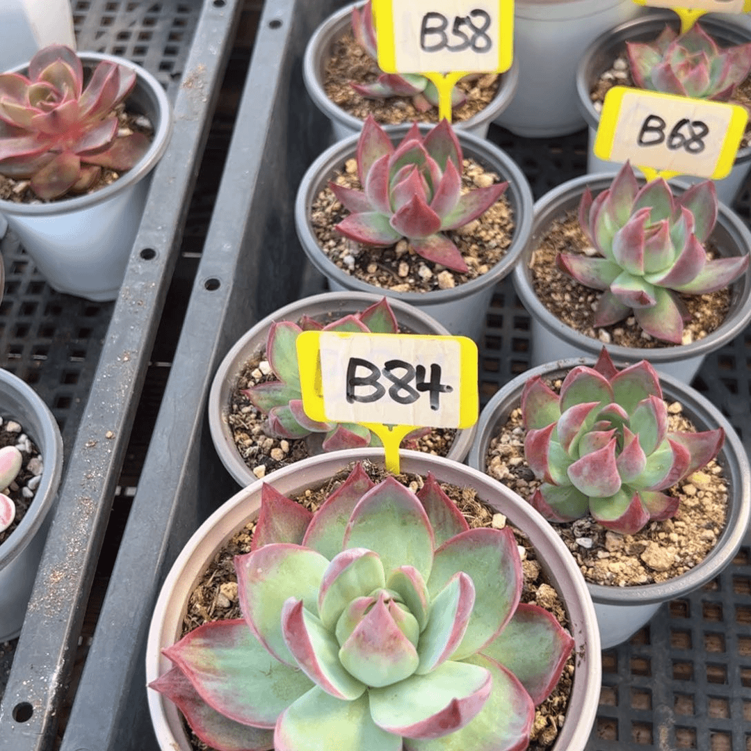 伯*B84惊鸿给陈年往事的