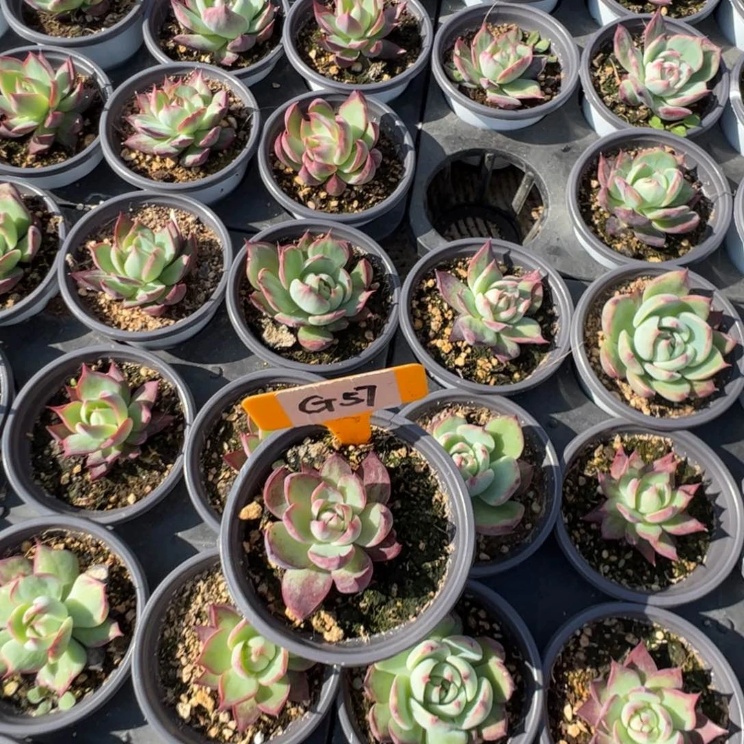 夏**晴G57惊鸿多肉多肉