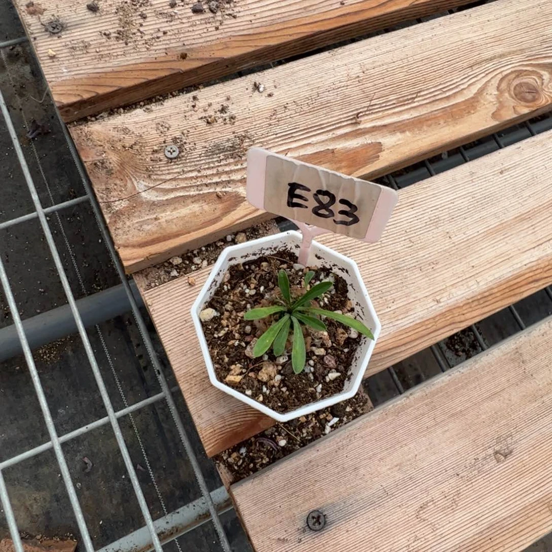 卖****?E83菠萝多肉多肉