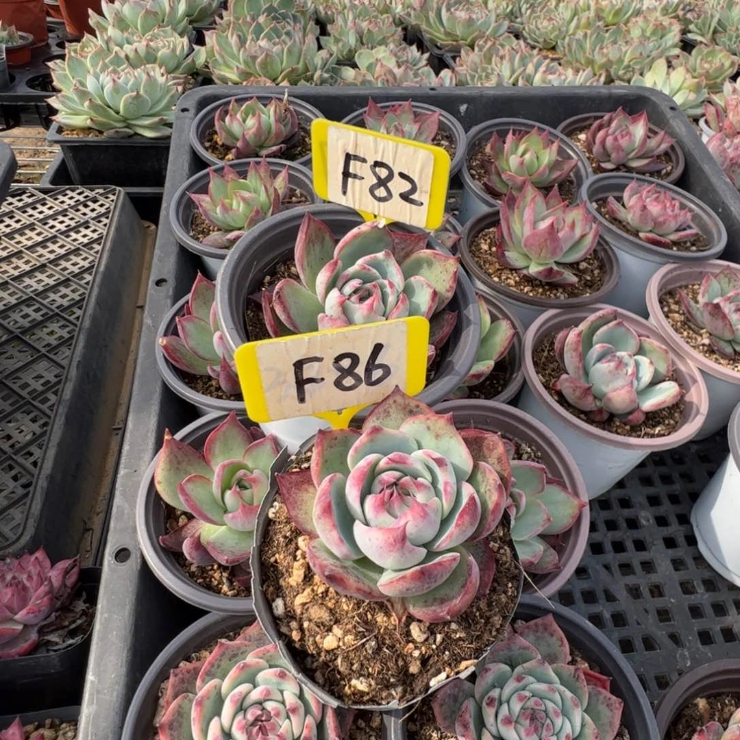 用****4F8286惊鸿多肉多肉