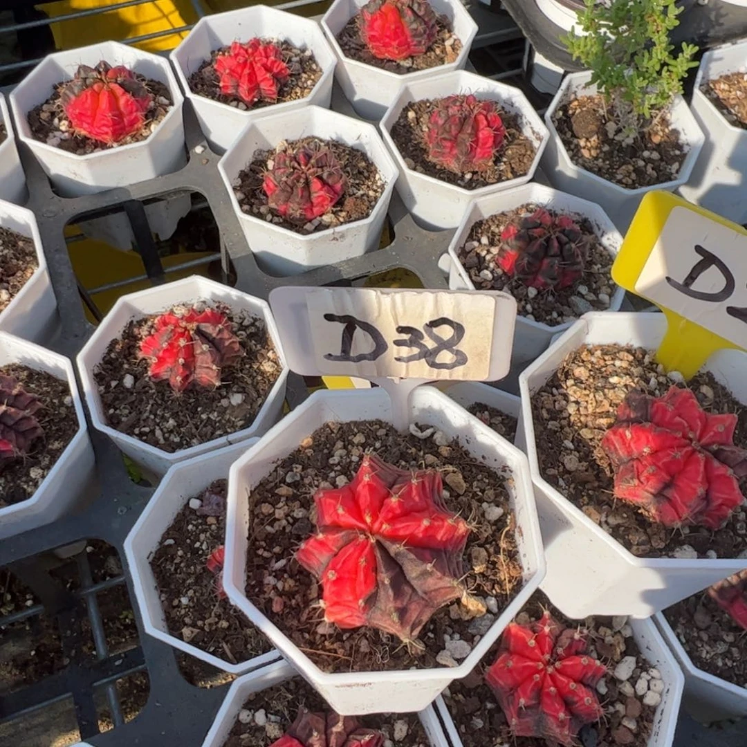 A****儿D38牡丹多肉多肉