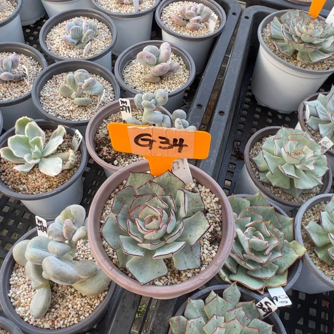 叶****aG34剑斯诺娃多肉多肉