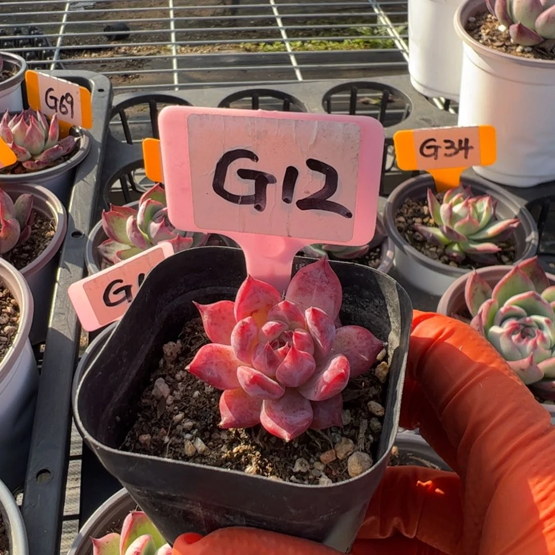 G12紫卡多肉多肉