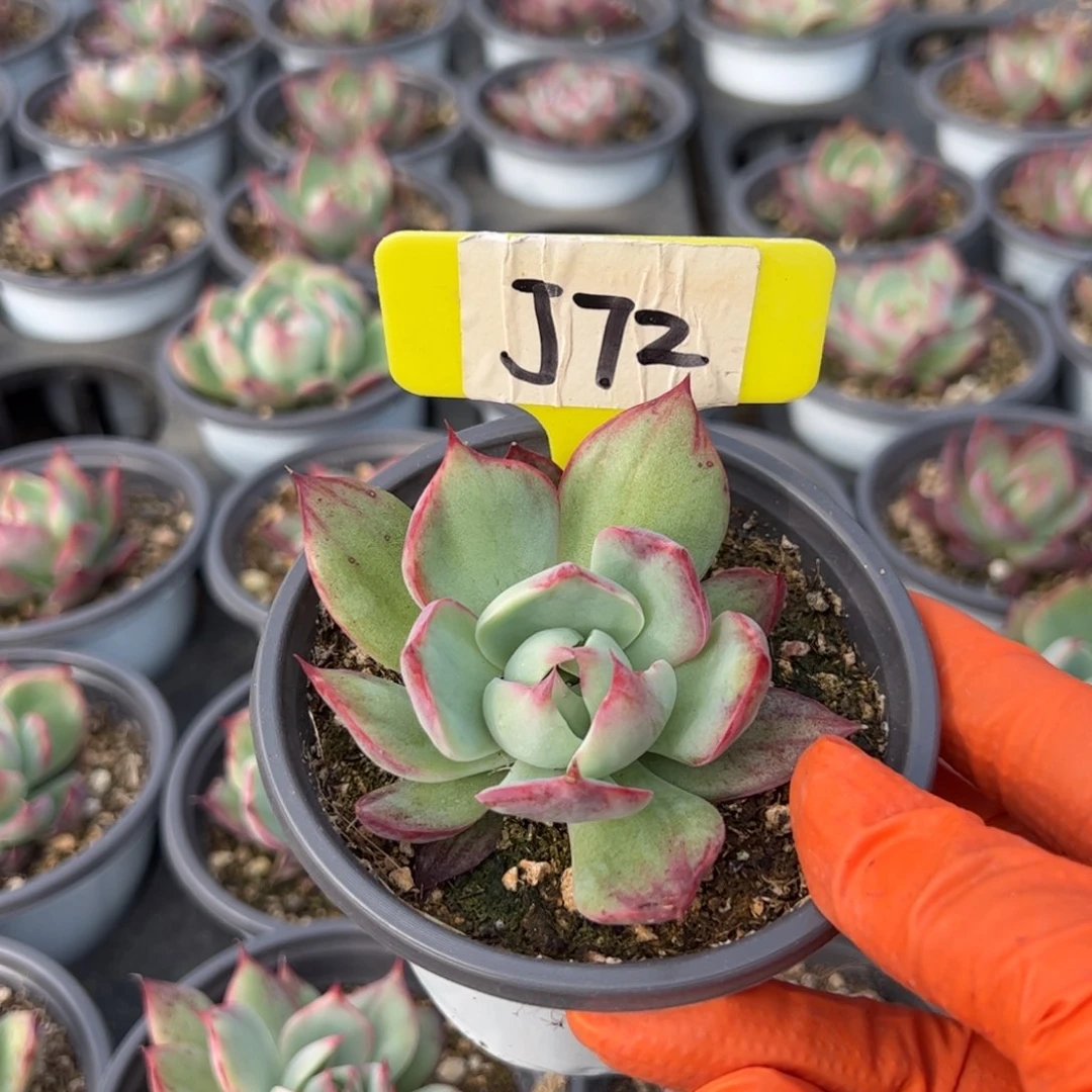 厚*呀J72惊鸿多肉多肉