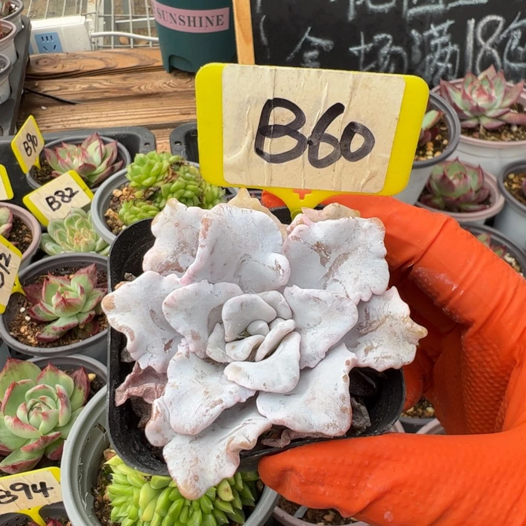 B60饺子皮多肉多肉