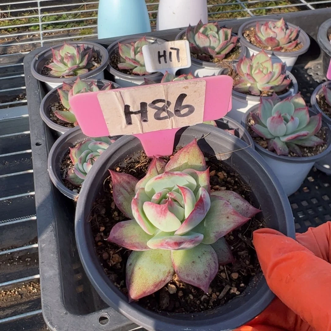 H86惊鸿多肉多肉