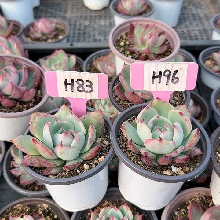 云*H8396惊鸿多肉多肉