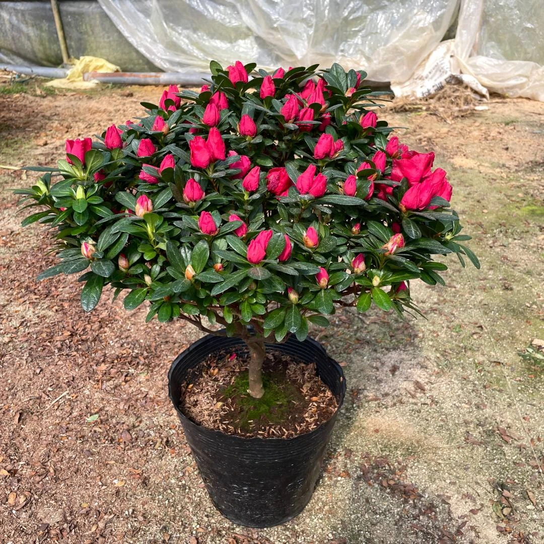 杜鹃花四季开花绿植盆栽室内室外客厅阳台庭院地栽好养易活带花苞