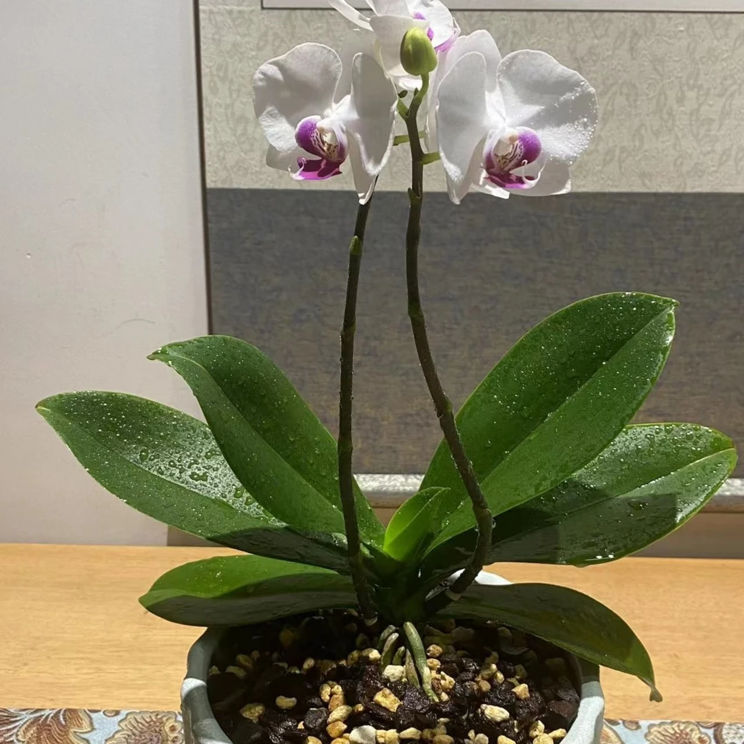 【海洋】新西兰树皮混合植金石兰花植料蝴蝶兰兰花种植有机颗粒疏松