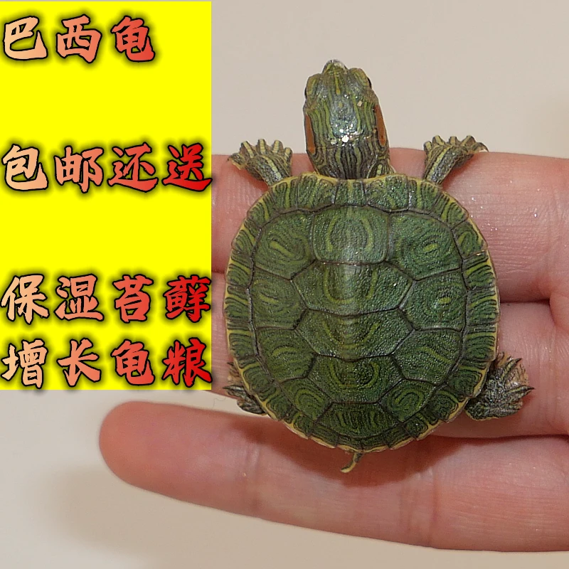 巴西龟大小乌龟龟苗观赏活物夜市宠物龟黄金龟彩龟摆摊