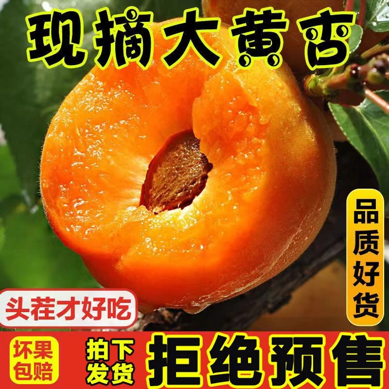 陕西头茬金太阳大黄杏大果现摘现发当季孕妇新鲜水果酸甜杏子多汁