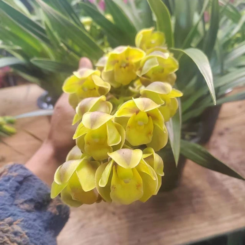 小黄龙宠粉福利带花剑大花蕙兰花卉盆栽庭院阳台云南宜家栽培