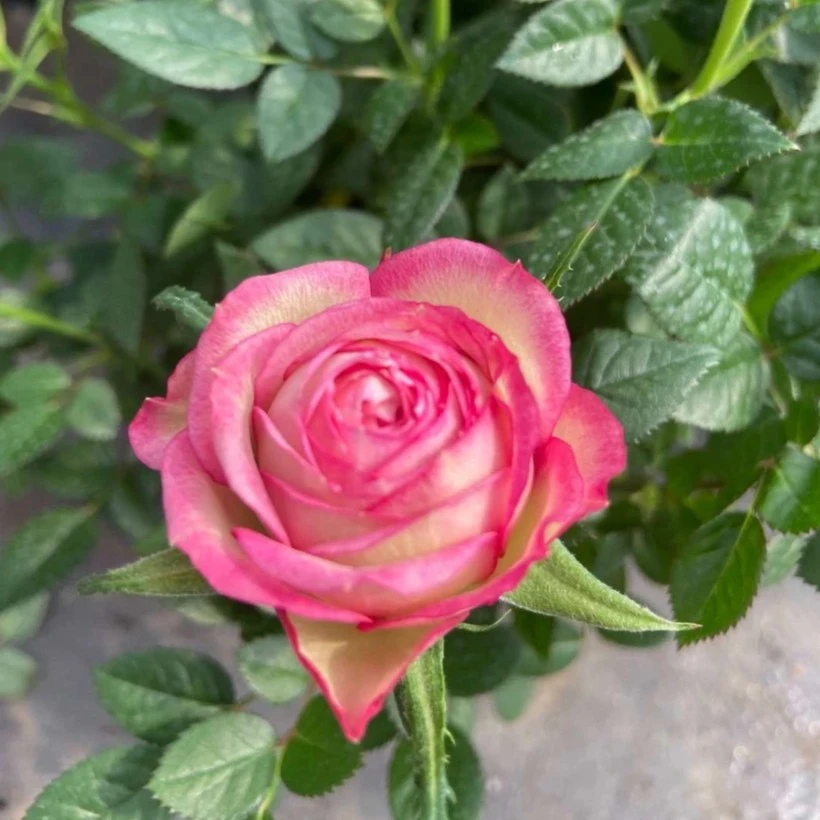 【钻石爱莎】钻石玫瑰花苗玫瑰盆栽绿植四季开花丰花卉条纹月季花苗