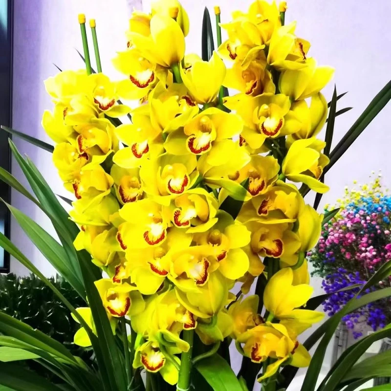 黄金岁月5-6花剑大花蕙兰花卉盆栽庭院阳台云南高档宜家栽培