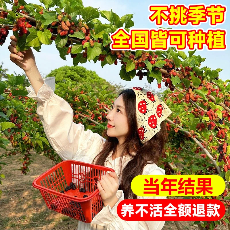 桑葚树苗盆栽白长果桑椹叶蓝莓树南北方四季树莓苗水果树果苗