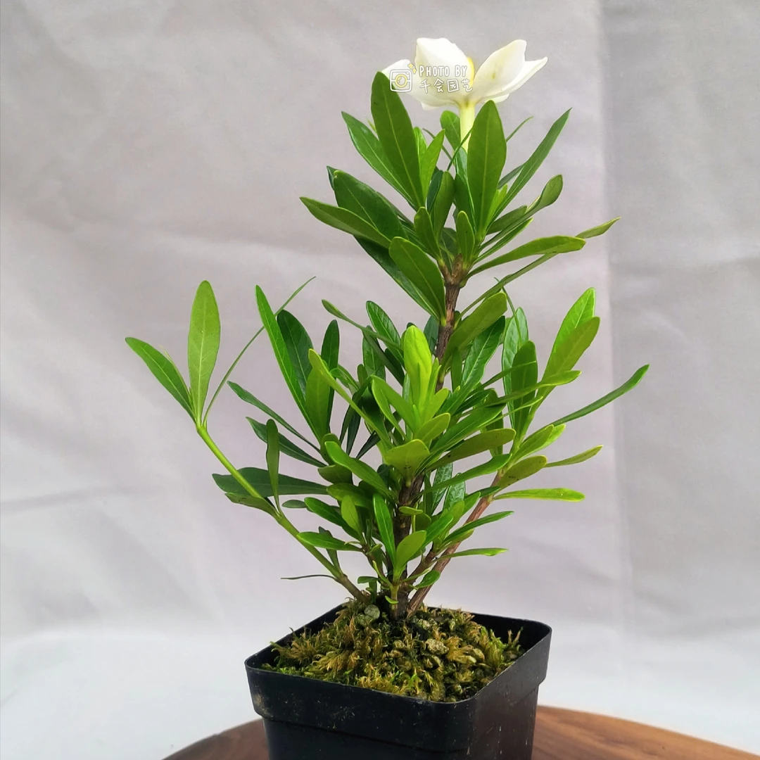 南昆山海星栀子花多季单瓣开花结果栀子花