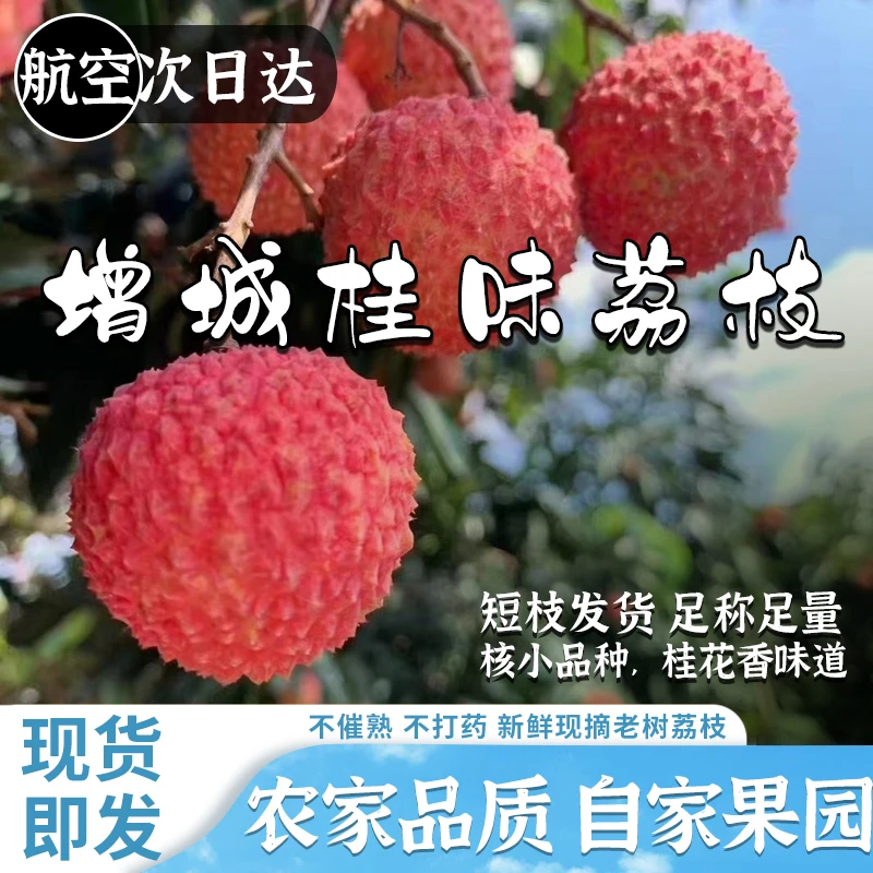 正宗增城荔枝桂味荔枝礼盒装产地信息现摘包邮王桂味荔枝桂花香10