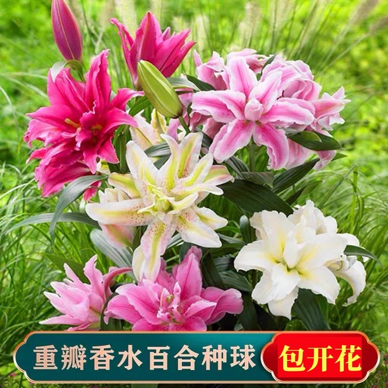 重瓣香水百合一代种球 耐寒阳台室内外高贵百合植物四季成活种植
