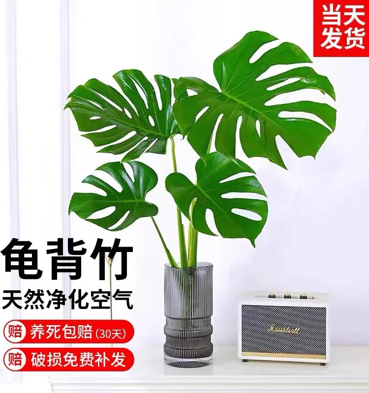 龟背竹盆栽观音竹水培带根室内好养活绿植客厅植物