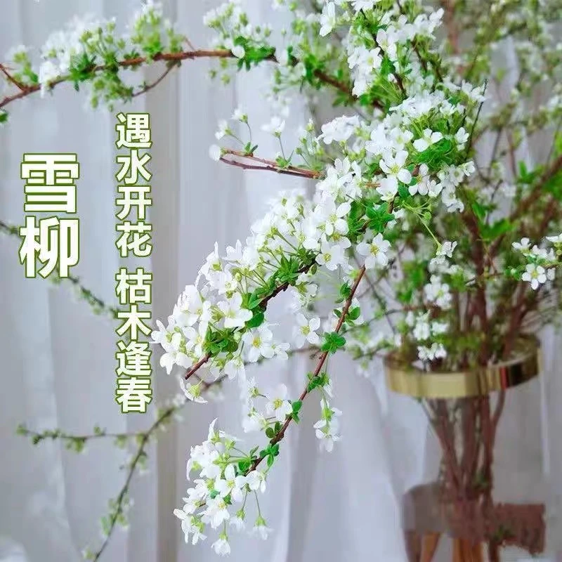 雪柳鲜枝水培干枝支珍珠李绿植物室内鲜花水养开花卉龙柳盆栽插花