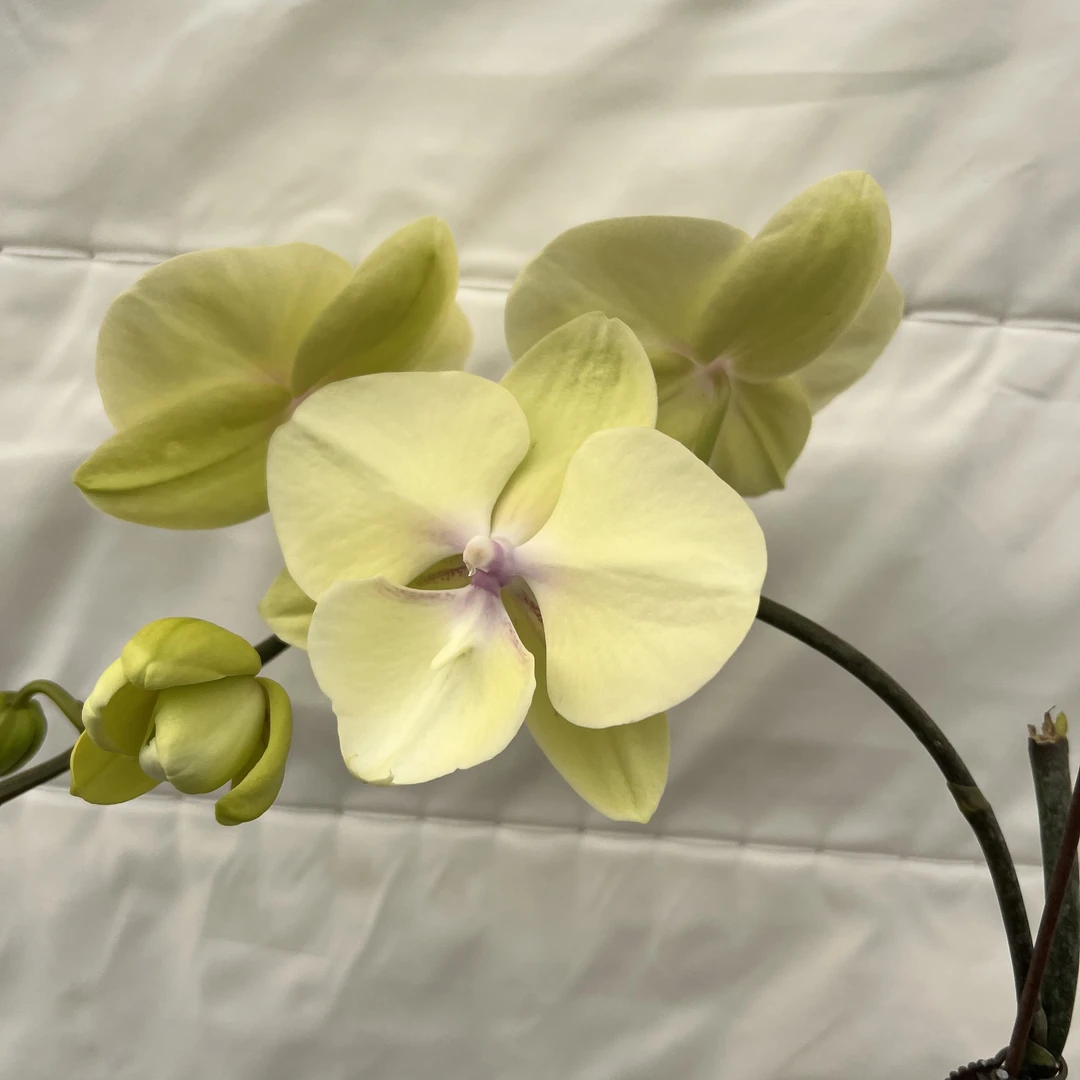 植趣蝴蝶兰【香草冰淇凌】蝴蝶兰抽剑苗大苗双剑