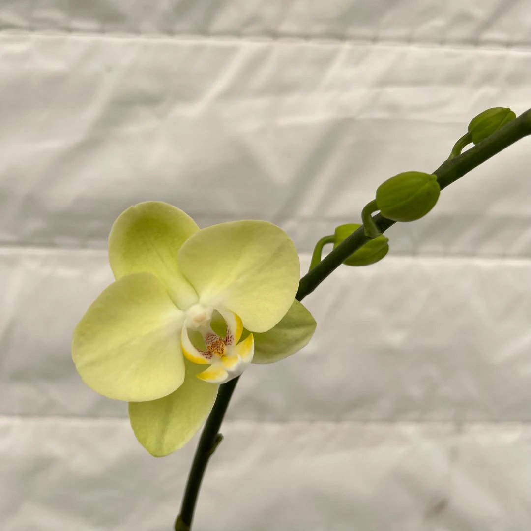 3.5寸加高杯单剑蝴蝶兰【欧品日光浴】 抽剑苗