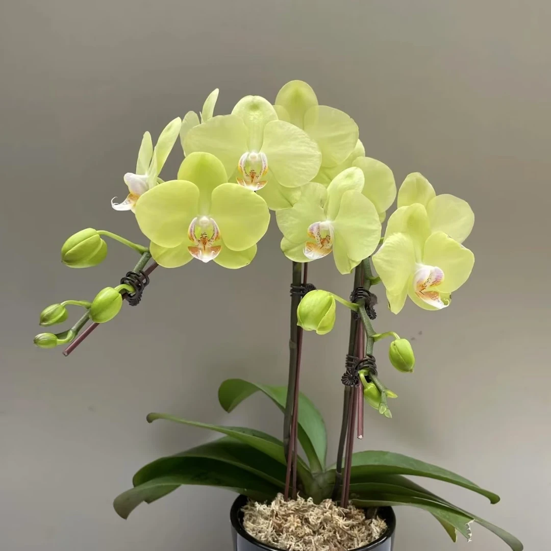 植趣花卉【6175】蝴蝶兰抽剑苗双花剑大苗花苞株