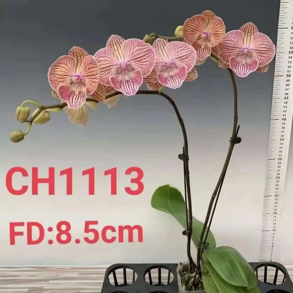 植趣花卉【超群天王星】CH1113蝴蝶兰大苗抽剑稀有品种