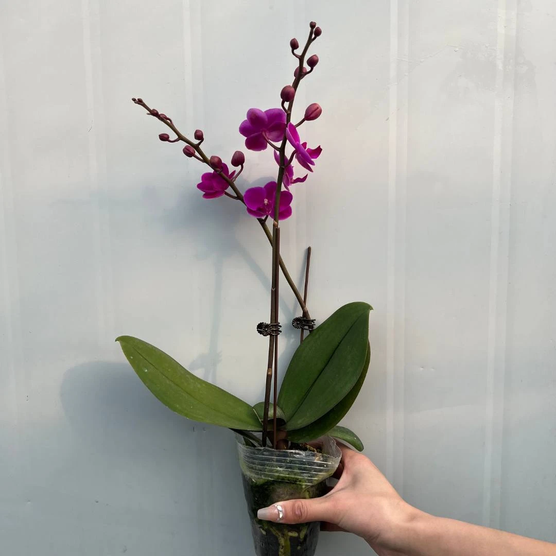 植趣蝴蝶兰【满天红】 抽剑苗双剑3.5加高