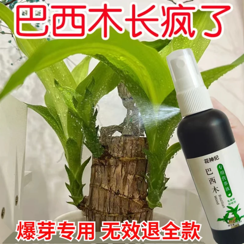 巴西木营养液促芽不伤根防黄叶霉根水培植物肥料养花卉通用营养液