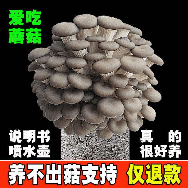 【不出包赔】买1发3蘑菇种植包菌种菌包家种菌菇食用平菇菌菇棒种