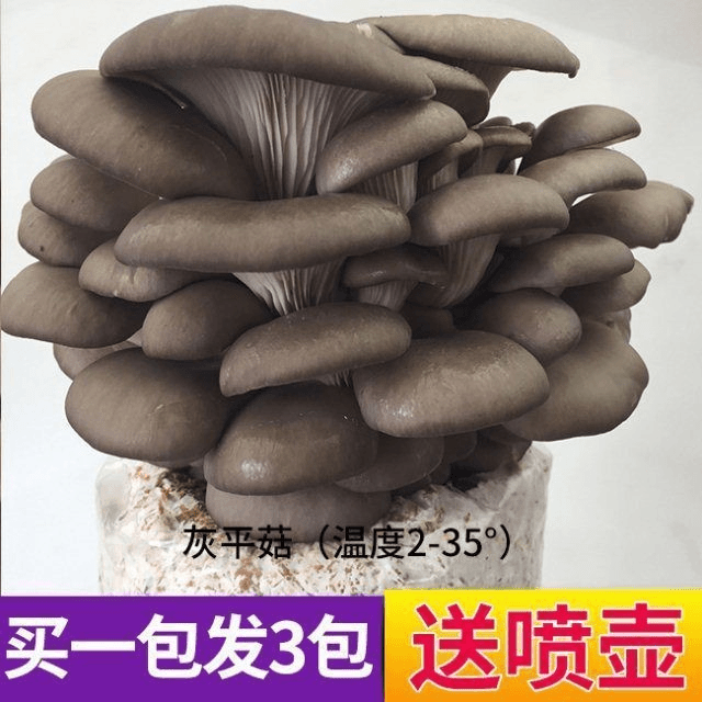 【不出苞赔】家庭蘑菇菌包食用菌室内蘑菇种植菌棒种子菌种菌菇包