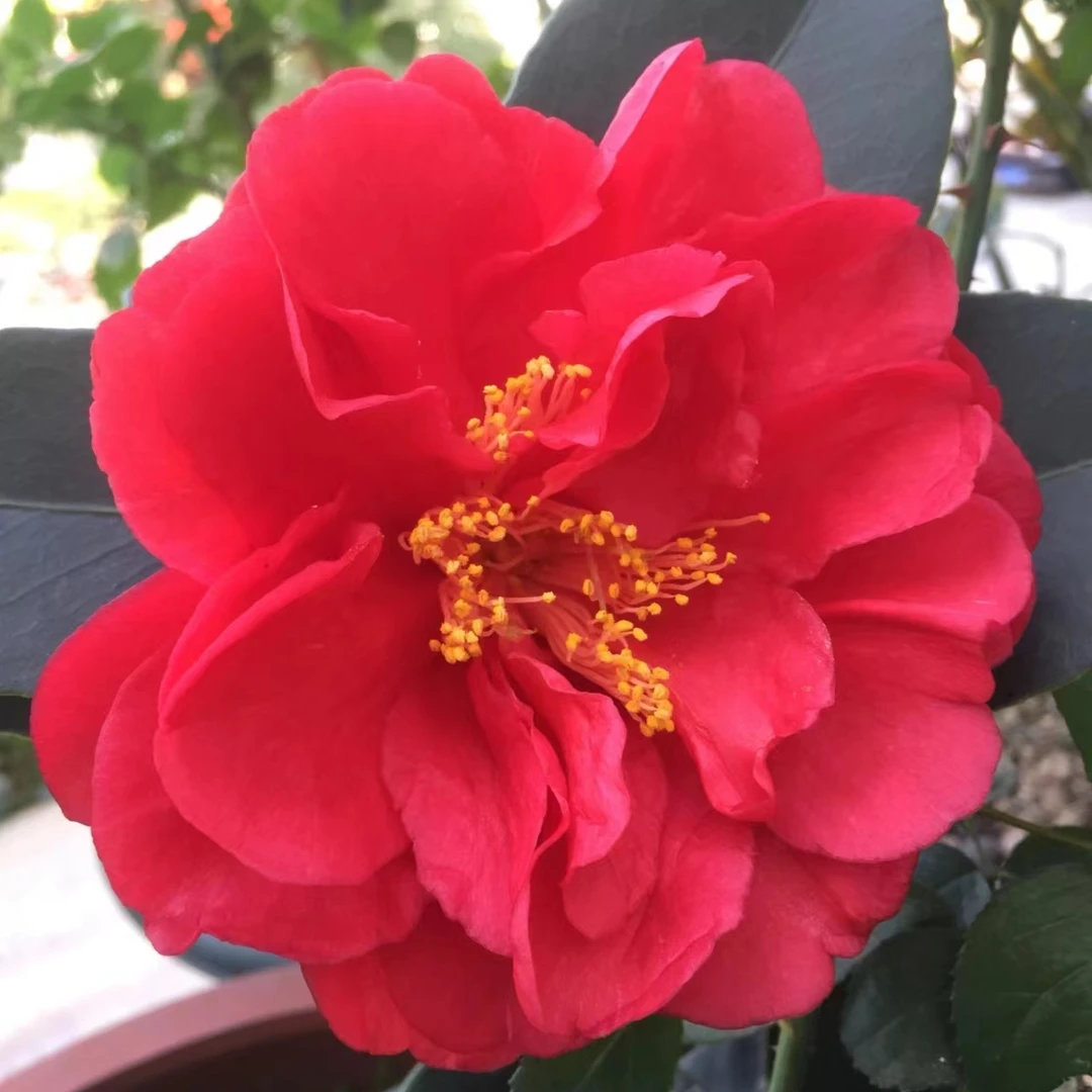 四季茶花夏日七心