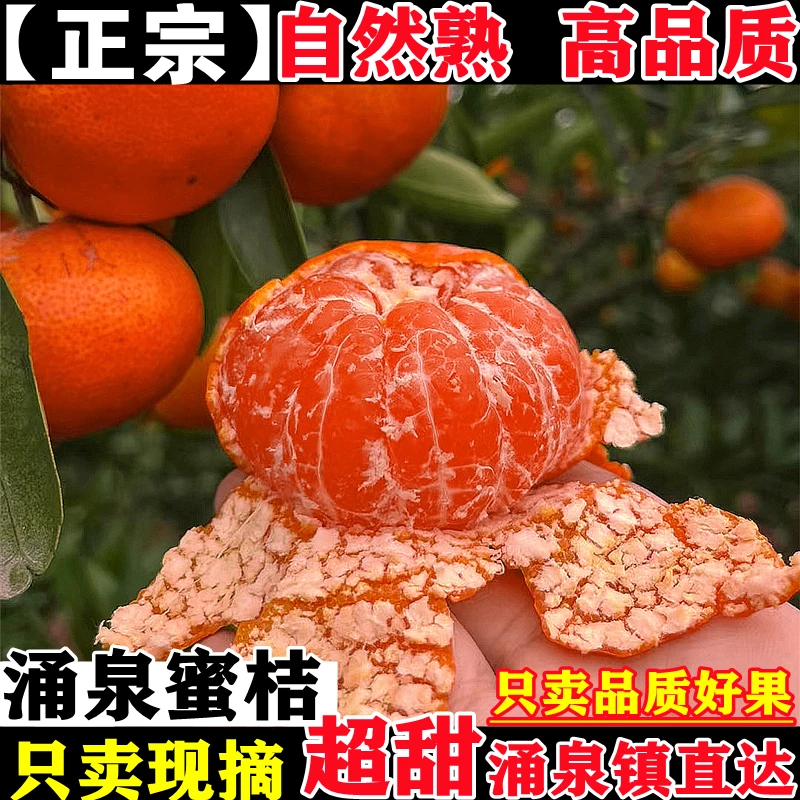 正宗浙江临海涌泉蜜桔水果新鲜当季整箱高山黄岩现摘无核皮薄橘子