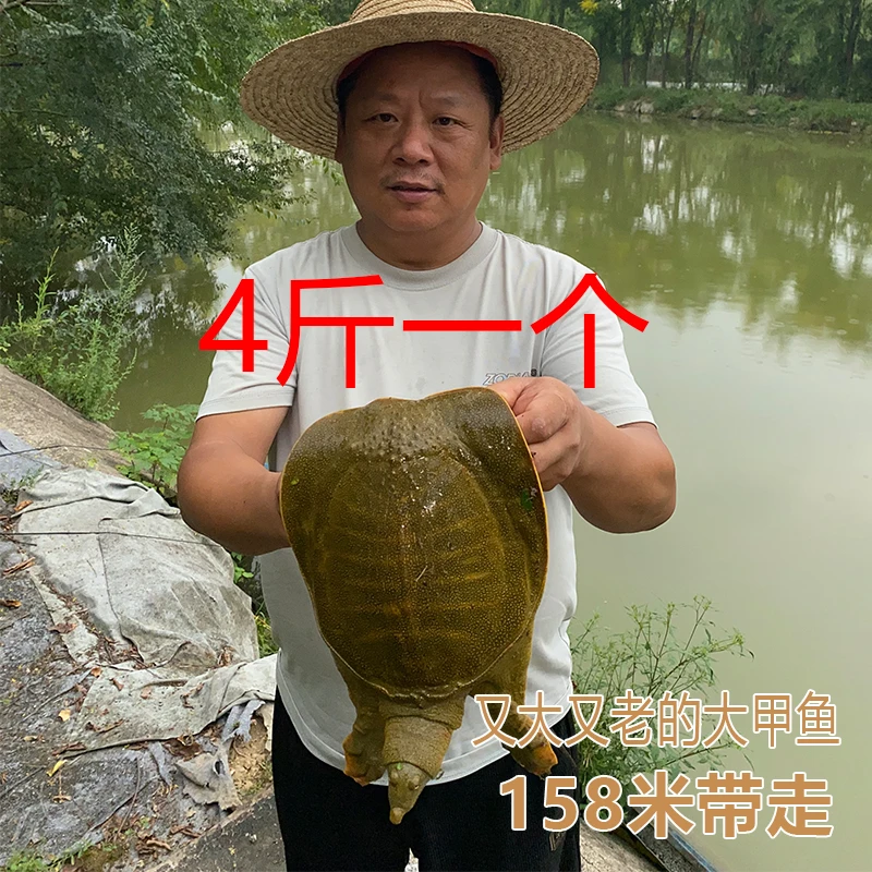 常德汉寿4-4.3斤一个外塘生态散养青黄背甲鱼团鱼活鲜活到家