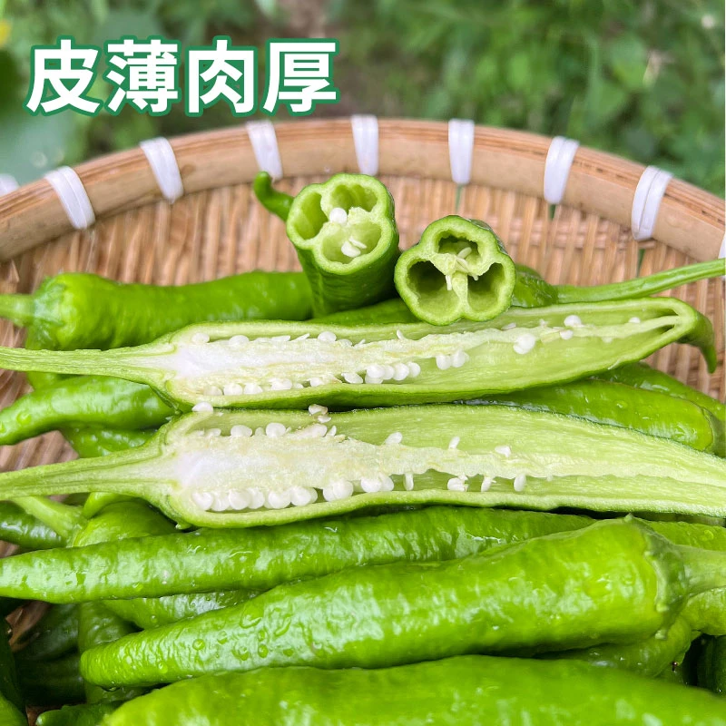 【湖南味道】新鲜软皮辣椒湖南青辣椒微辣薄皮辣椒3斤本地早辣椒