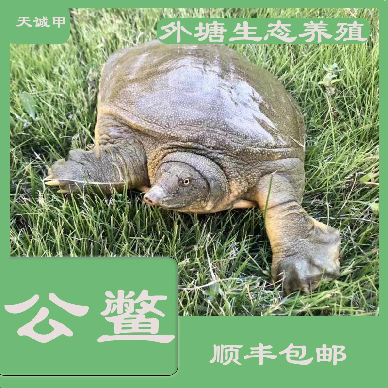 【公鳖】正宗汉寿甲鱼鲜活食用甲鱼外塘原生态养殖足斤王八水产甲鱼